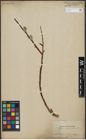 Foto von Salix viminalis L.